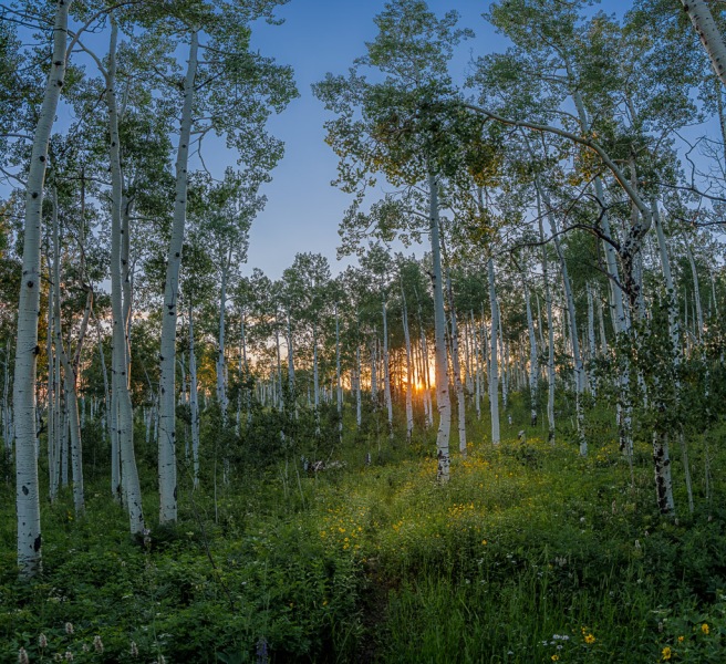 Sunset-Aspen-at-Quaker