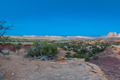 Ancient Juniper