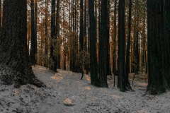 Ashen Snow and Redwoods