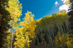 Aspen