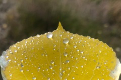 Aspen Leaf