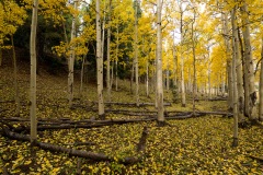 Aspen Leaves