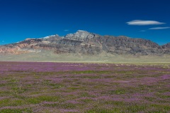 Basin and Range Wildflowers