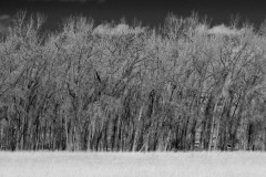 Bent Cottonwoods