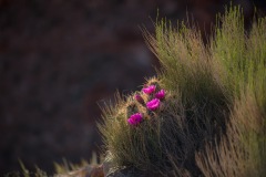 Cactus-Bloom-2