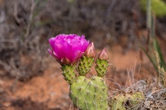 Cactus Bloom