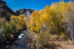 Cottonwoods, Clear Creek