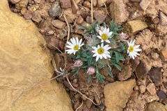 Desert-Flowers