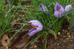 Dew on Flower