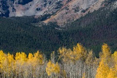 Fall Aspen, Peak One