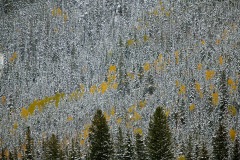 Fall Aspen with Snow