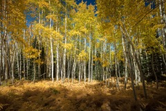 Ferns and Aspen