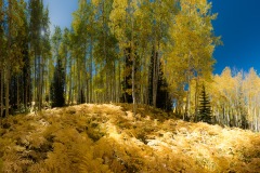 Ferns and Aspen