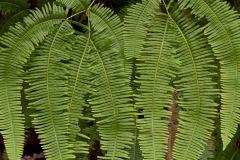 Ferns