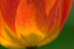Flaming Tulip