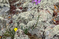 Flowers-and-Moss-Rock