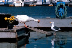 Goose & Gull