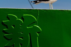 Gull on Hull