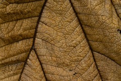 Leaf Detail