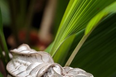 Leaf and Fronds