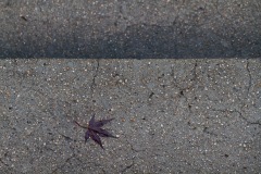 Leaf and Stair