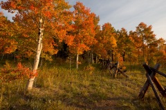 Orange Aspen