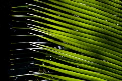 Palm Leaf