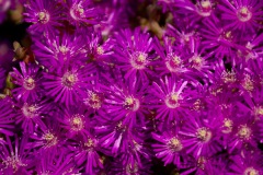 Pink Iceplant