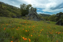 Poppies on Diablo