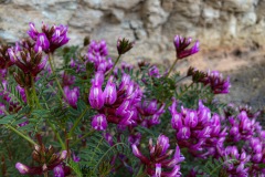 Purple Flowers