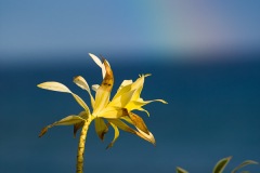 Rainbow and Flower