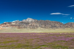 Sea of Purple