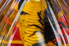 Snake Wine