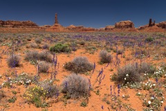 Spring Wildflower Display