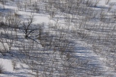 Tree Shadows