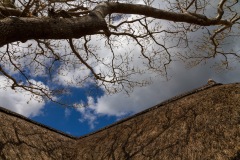 Tree and Sky