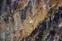 Trees on Cliff