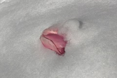 Tulip emerging