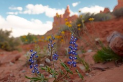 Valley-of-the-Blooms