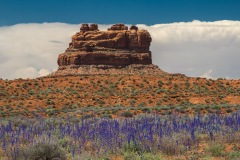 Valley-of-the-Flowers