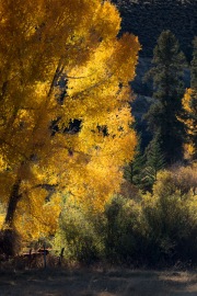 Backlit-Cottonwood