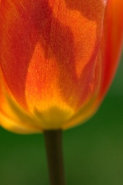 Flaming-Tulip