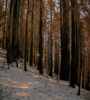 Moonlight-through-Burnt-Redwoods