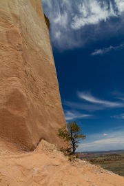 Tree-and-Sandstone-Cliff