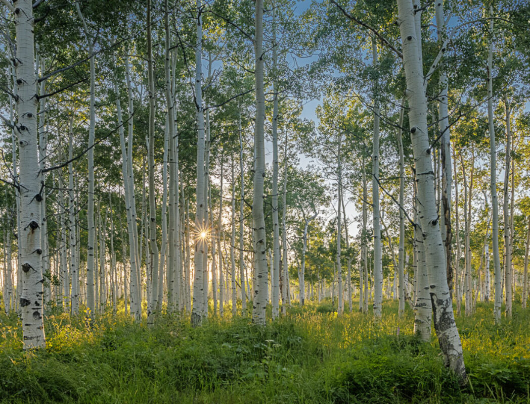 Quaker Mountain, Routt N.F., CO