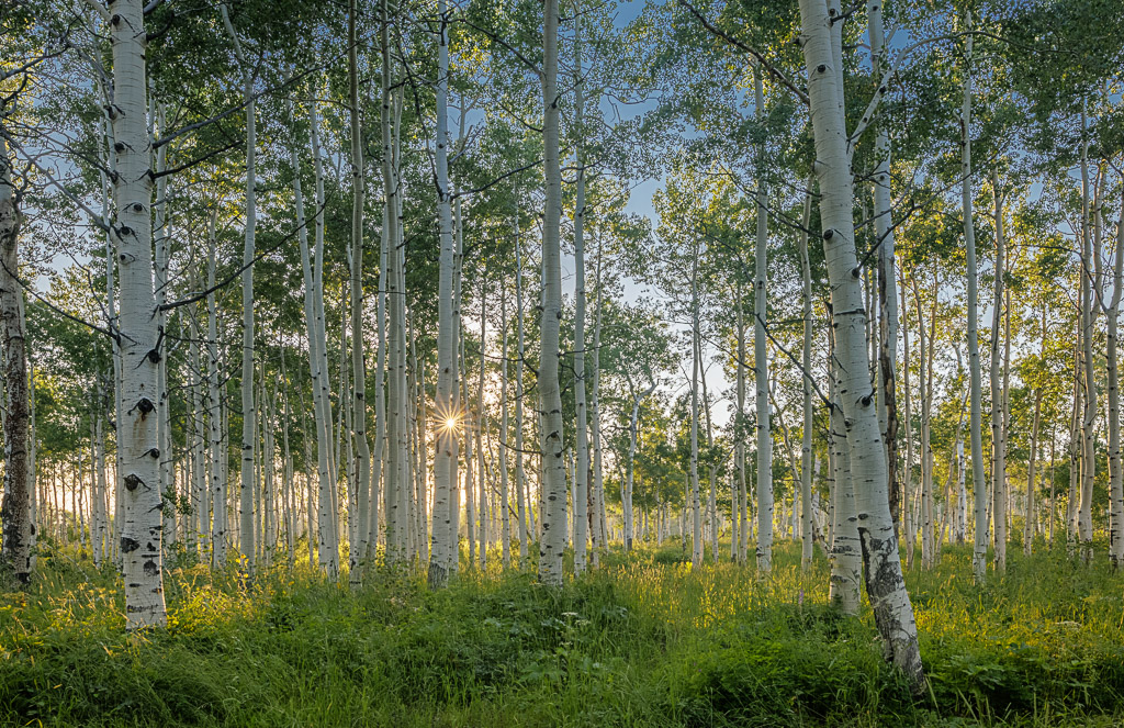 Quaker Mountain, Routt N.F., CO